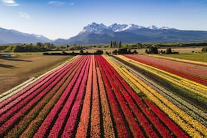 El cultivo es de 2.300.000 bulbos de 27 variedades de tulipanes, de distintos tonos que van del blanco al negro