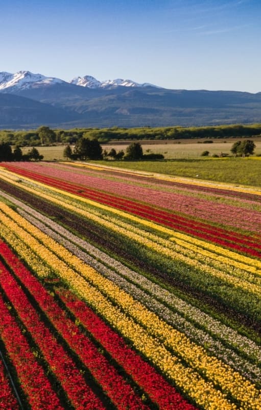 El cultivo es de 2.300.000 bulbos de 27 variedades de tulipanes, de distintos tonos que van del blanco al negro