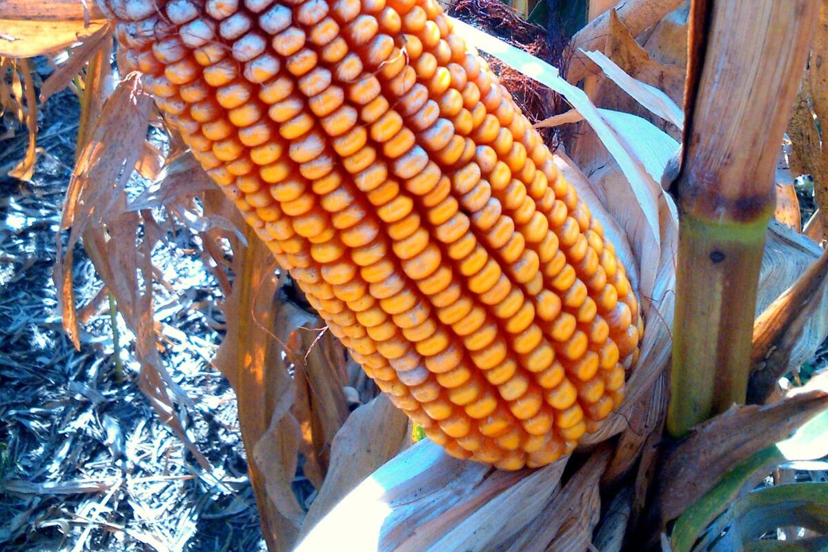 El cultivo más se expone a daños