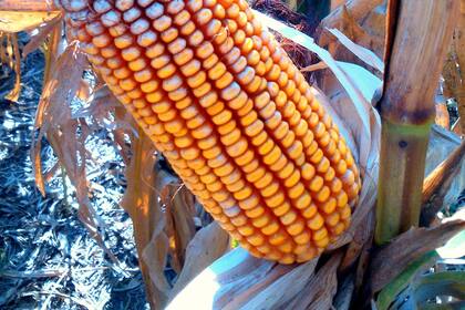 El cultivo más se expone a daños