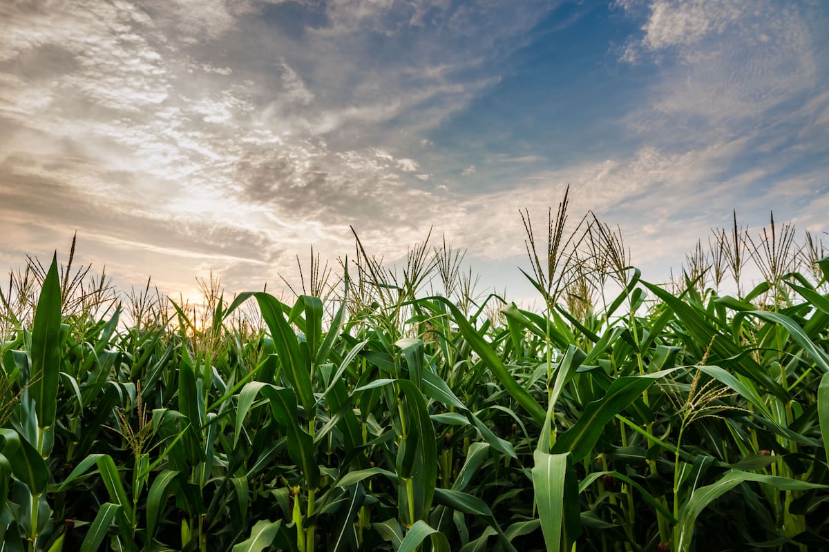 El cultivo requiere de protección