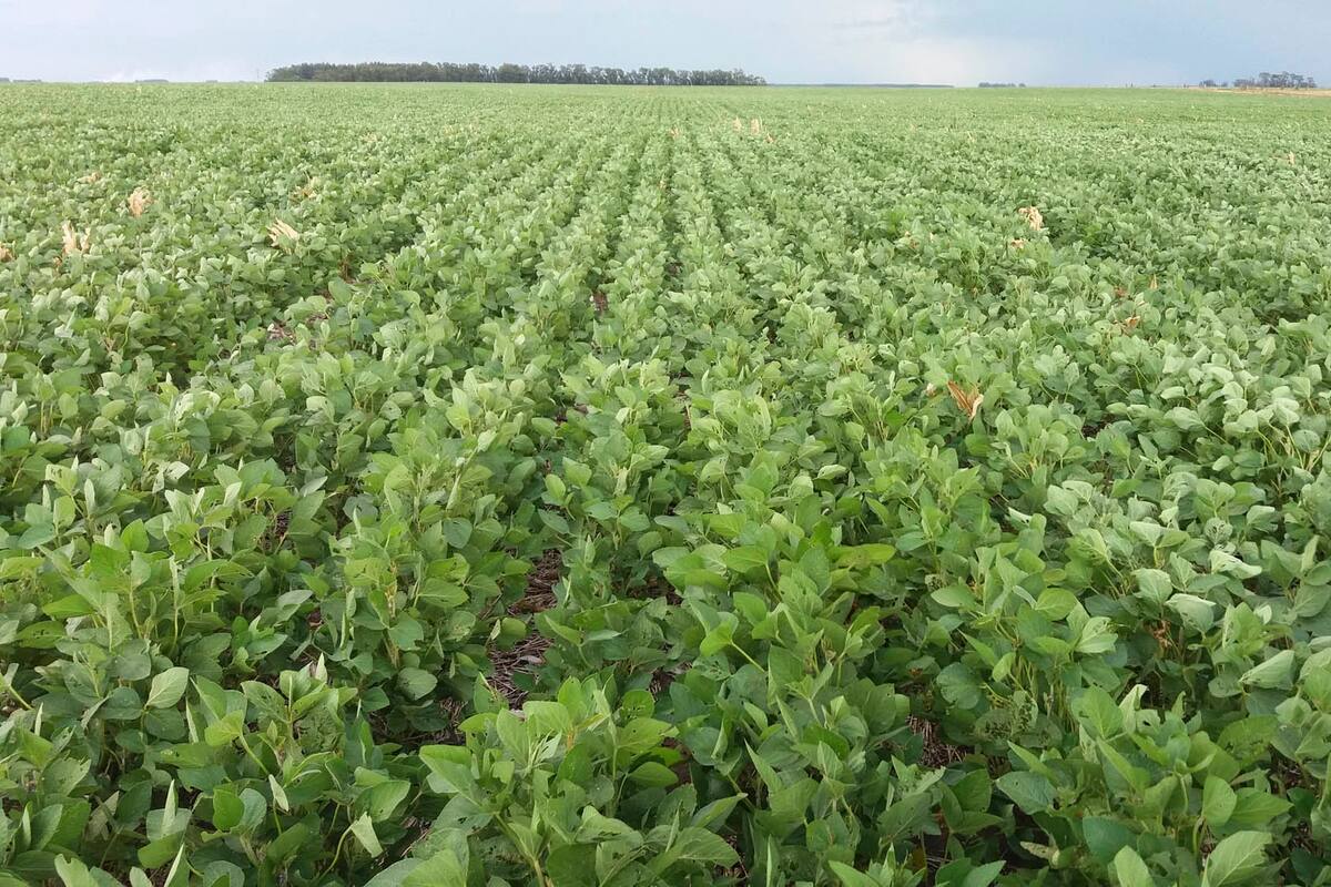 El cultivo requiere más tecnología