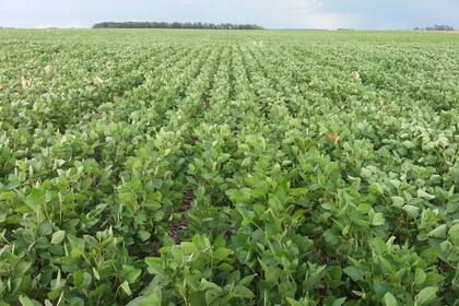 El cultivo requiere más tecnología