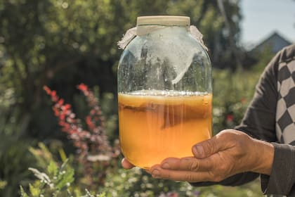 El cultivo simbiótico o SCOBY flota en la superficie del té para transformar los azúcares en compuestos bioactivos durante la fermentación