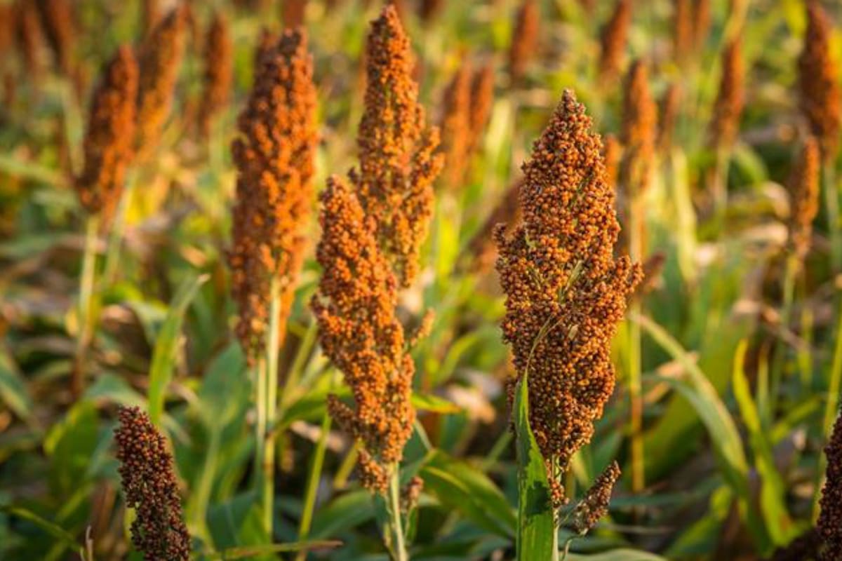 El cultivo tiene un buen comportamiento ante situaciones de sequías