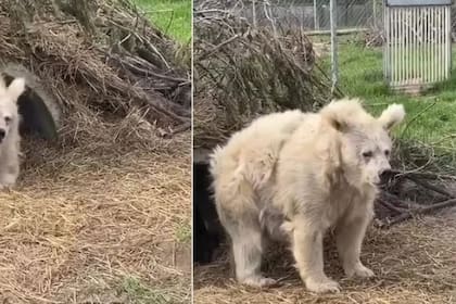 El curioso aspecto del oso se volvió viral en las redes sociales