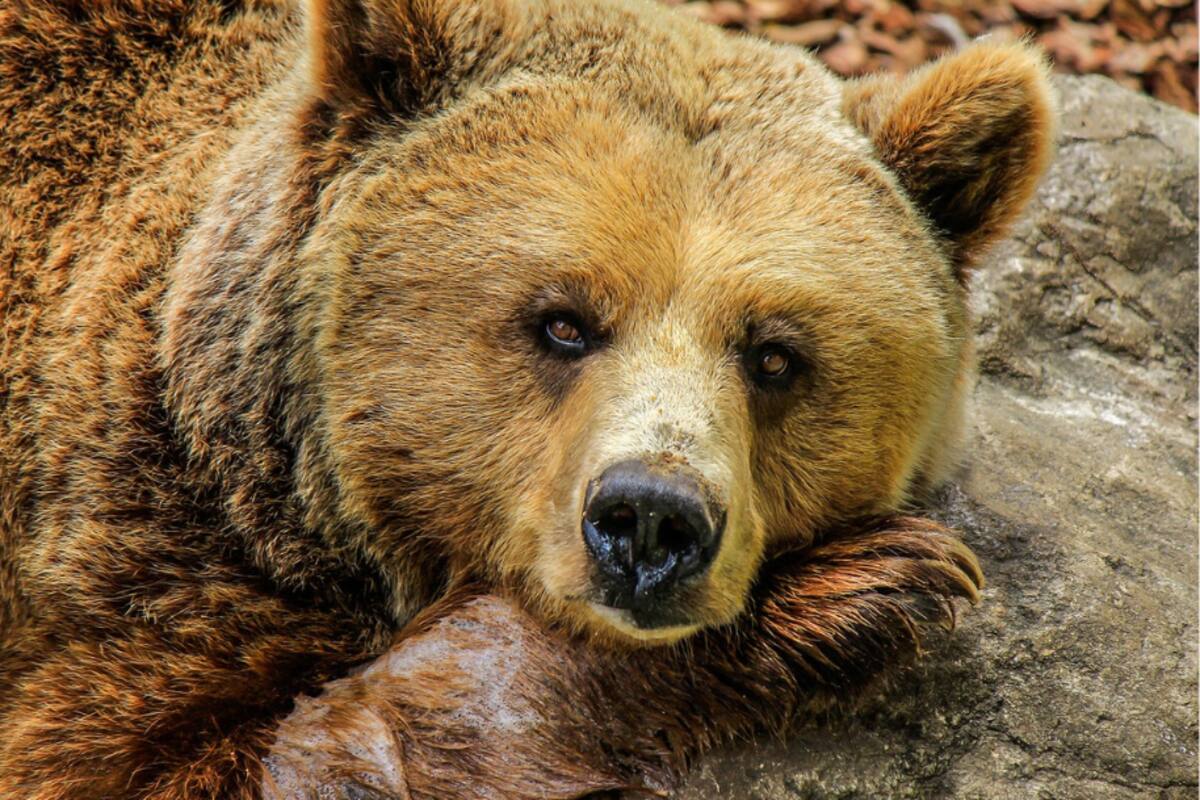 El curioso vínculo entre la hibernación animal y el envejecimiento