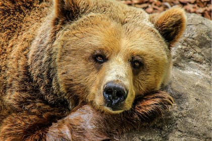 El curioso vínculo entre la hibernación animal y el envejecimiento