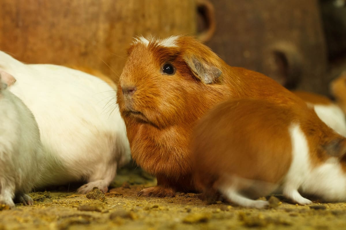 El cuy es un plato típico peruano; también se lo conoce como conejillo de Indias o cobayo