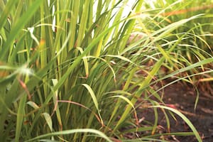 El Cymbopogon citratus o lemon grass es una gramínea de cerca de 1 m de altura.