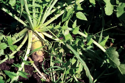 El daikon contiene vitamina C, B y provitamina A. Aporta hierro, potasio, magnesio, sodio, fósforo y calcio. Además es antiséptico y estimula las defensas. Tiene enzimas que favorecen la digestión de los alimentos ricos en almidón