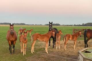 Escándalo por un proyecto para que todos los caballos tengan un chip