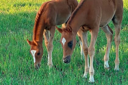 El Dakar de los caballos: cómo es el endurance, que tiene sus cultores (y sus clones) en la Argentina