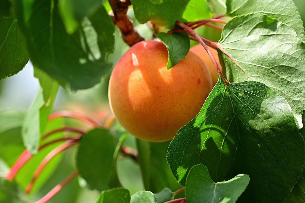 El damasco es una fruta con múltiples beneficios (Foto de carácter ilustrativo PIXABAY)