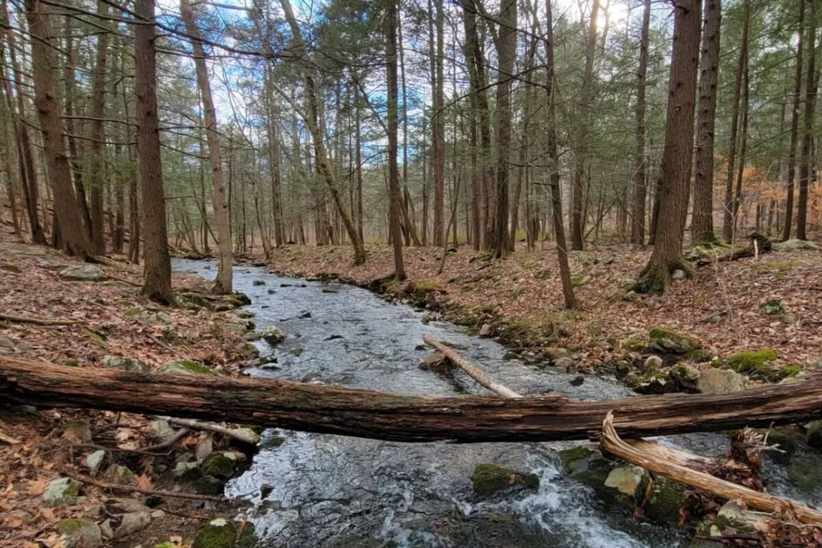 El Dater Mountain Nature Park fue el más buscado de Google del 2024 y está a 45 minutos de Manhattan
