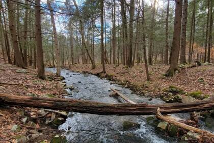 El Dater Mountain Nature Park fue el más buscado de Google del 2024 y está a 45 minutos de Manhattan