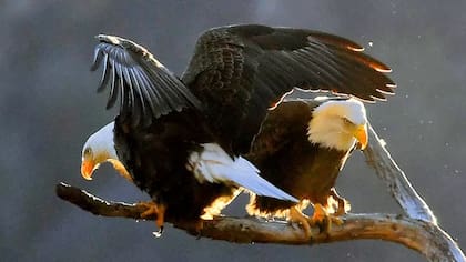El DDT estuvo a punto de extinguir el águila calva