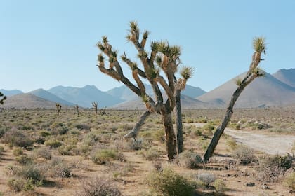 El Death Valley, al sureste de California, es uno de los puntos que registran el calor más extremo en todo el planeta