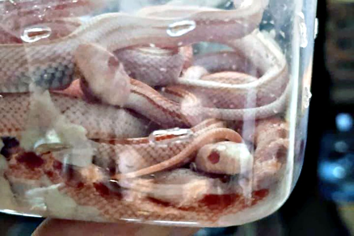 El decomiso se dio la semana pasada en un micro de larga distancia que había arrancado su viaje en Misiones.