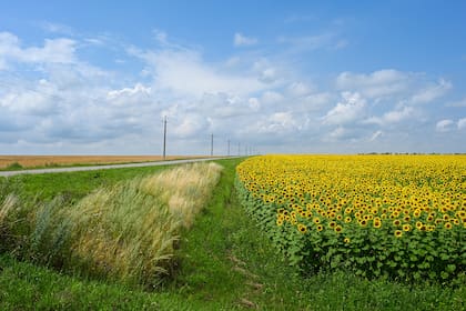 El decreto también alcanza a los derivados del girasol, aunque no elimina sus derechos de exportación