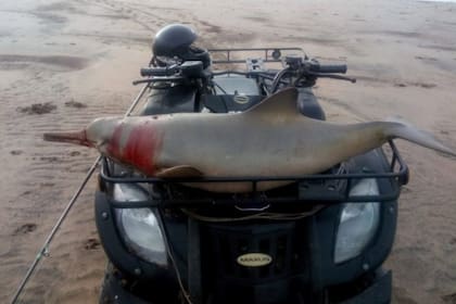 El delfín fue asesinado en la desembocadura del río Quequén