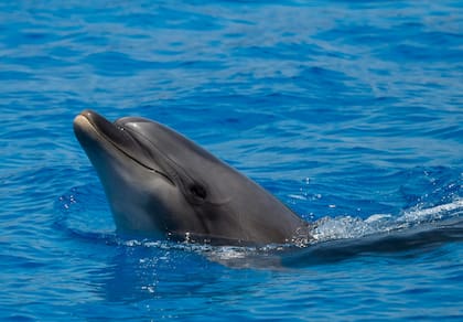 El delfín nariz de botella es una subespecie cetáceo odontoceto (Pexels/William Warby)
