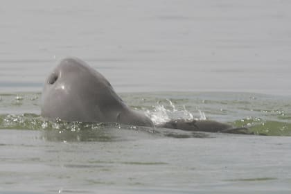 El delfín quedó atrapado en una red de pesca y no sobrevivió