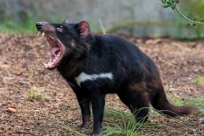 El demonio de Tasmania fue introducido en una isla australiana para recuperar la especie, pero no advirtieron el potencial peligro para otros animales