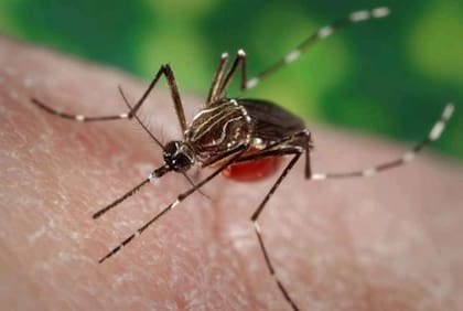El dengue es transmitido por el mosquito Aedes aegypti