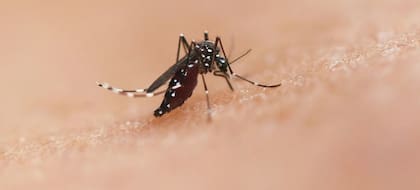 El dengue es una enfermedad transmitida por el mosquito Aedes aegypti cuyos efectos se pueden morigerar a través de la vacunación