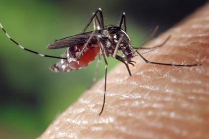 El dengue es una enfermedad viral transmitida por el mosquito Aedes aegypti