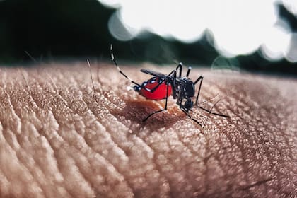 El dengue grave se puede dar sin haber tenido una primera infección