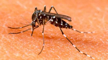 Solamente el mosquito es el vector transmisor de esta enfermedad, ya que no hay contagio entre humanos