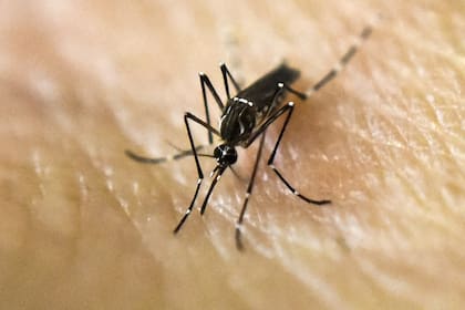 El dengue sigue sumando infectados en la ciudad y en los municipios bonaerenses