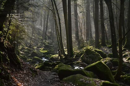 El denso paisaje de la Selva Negra
