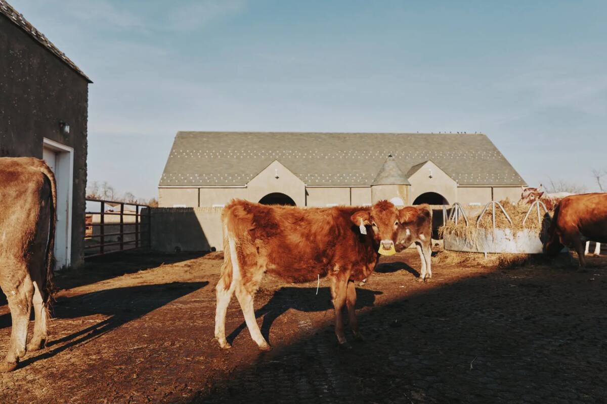 El Departamento de Agricultura de Estados Unidos anunció la semana pasada que se había confirmado la presencia de un virus de gripe aviar en rebaños lecheros de Texas y Kansas y después en otro rebaño de Michigan