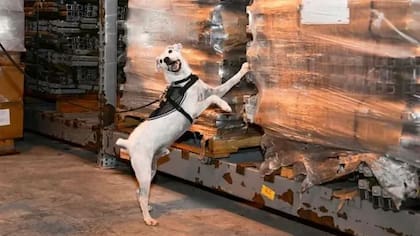El Departamento de Agricultura de Estados Unidos utiliza perros rastreadores para interceptar serpientes arbóreas marrones en los puertos y aeropuertos de Guam y evitar que escapen a otras islas