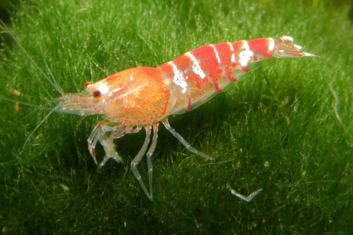 el Departamento de Defensa de EE.UU. escucha a los camarones ya que su sonar permitiría conocer la localización de amenazas submarinas