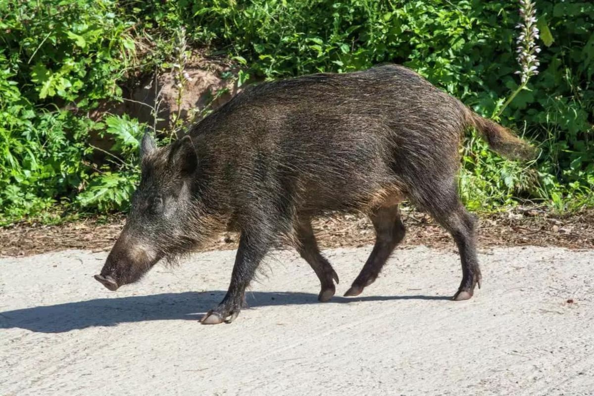 El Departamento de Pesca y Vida Silvestre de California abrió una investigación
