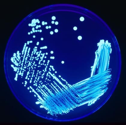 El Departamento de Salud detectó la presencia de Legionella en 11 torres de enfriamiento ubicadas en Harlem