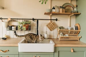 El departamento debe estar preparado para la convivencia con un gato