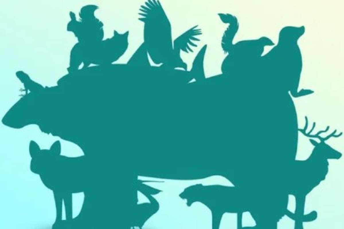 El desafío busca dar con los animales ocultos en la sombra.