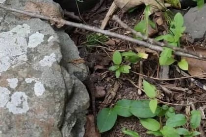 El desafío de encontrar al lagarto en menos de 5 segundos