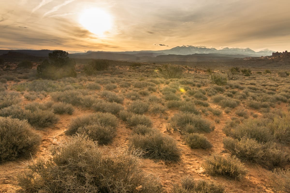 El desafío de encontrar la serpiente en el pasto se viralizó en los últimos días (Foto: Ilustrativa Unplash)