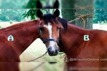 El desafío de los caballos que se volvió viral en las redes sociales.