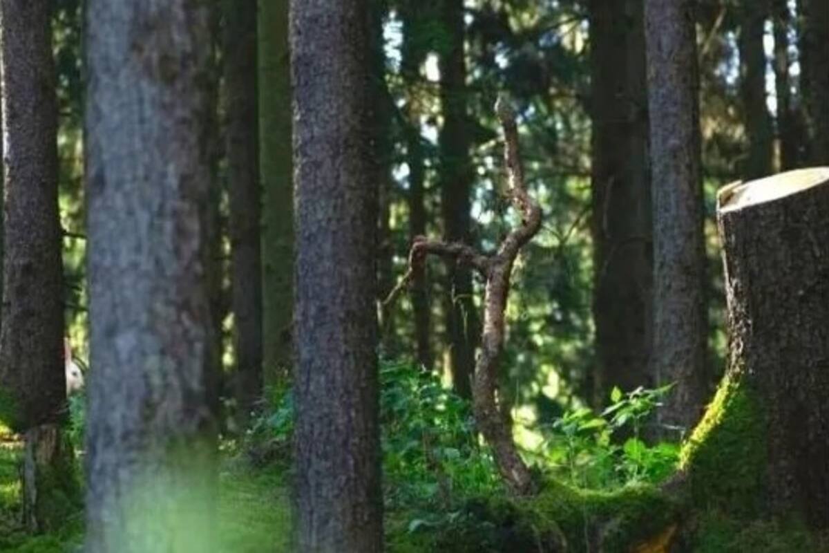 El desafío viral en el cual deberás encontrar al conejo oculto en muy pocos segundos.
