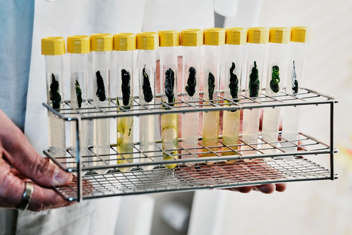 El desarrollo de la optogenética fue posible gracias a una microalga