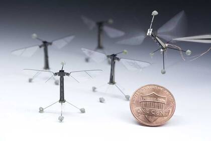 El desarrollo de los investigadores de la Universidad de Harvard lograron emular el comportamiento de los insectos con un robot que bate sus alas unos 120 veces por segundo