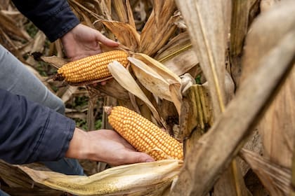 El desarrollo de nuevos híbridos busca combinar potencial de rendimiento, estabilidad y adaptación a las distintas condiciones productivas de la Argentina.