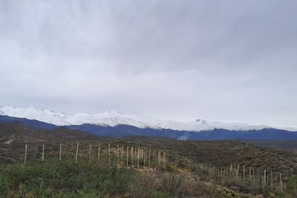 El desarrollo de una plantación a 1700 metros